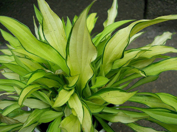 Hosta 'Green Eyes'