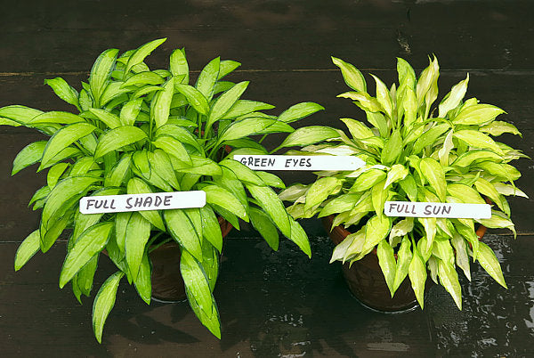 Hosta 'Green Eyes'