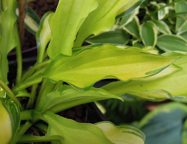 Hosta 'Green Eyes'