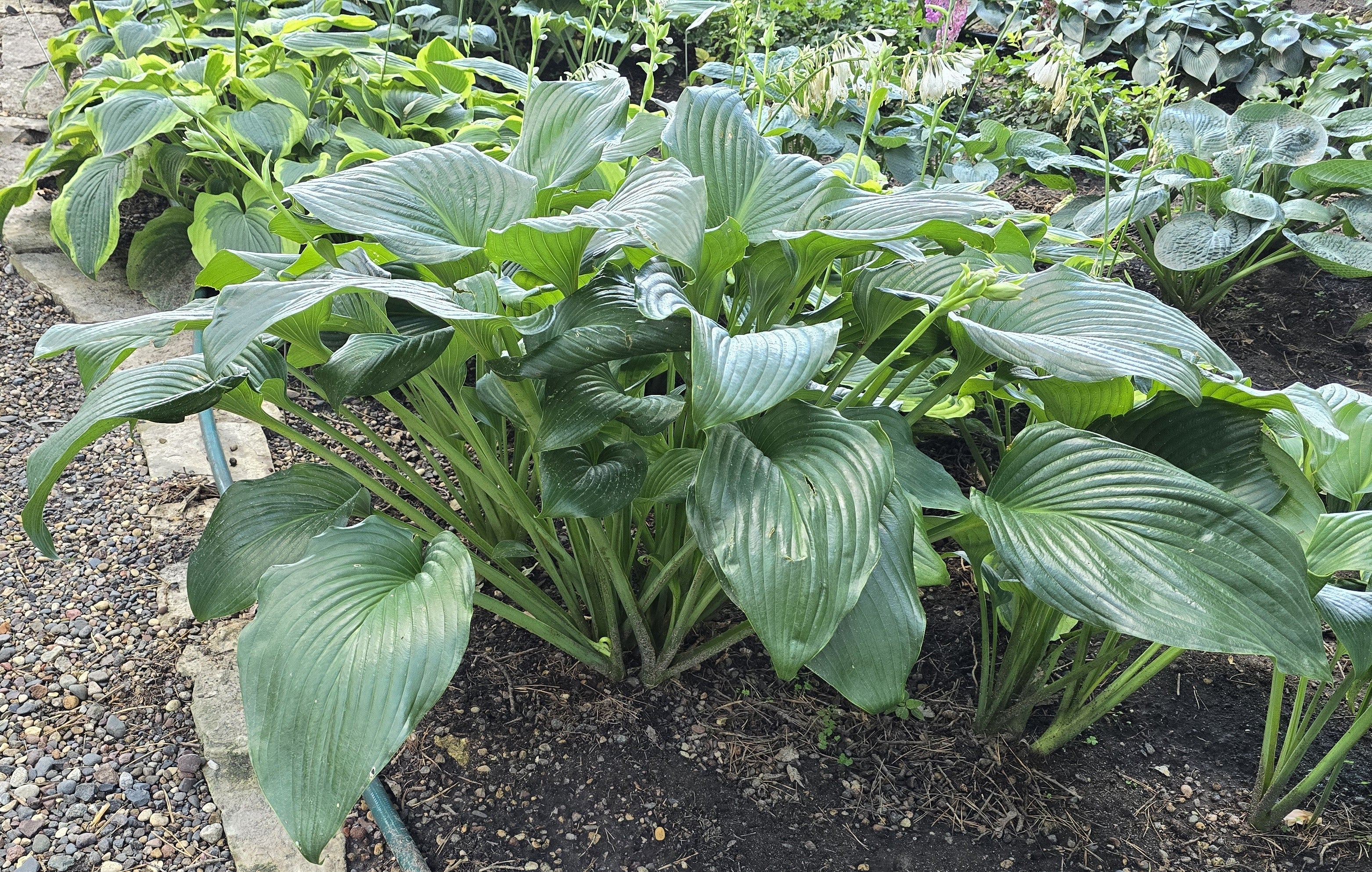 Hosta 'Green Sheen'