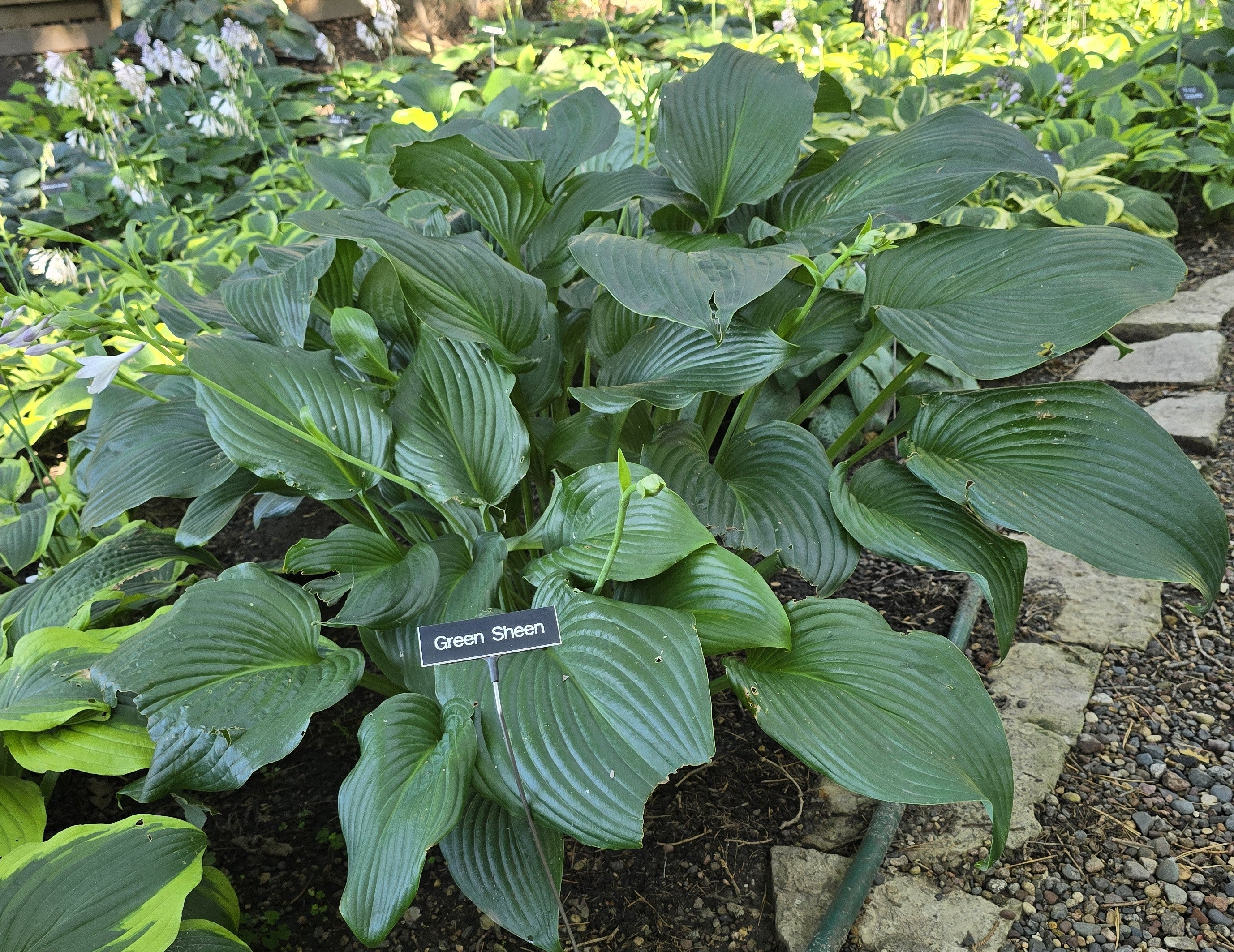 Hosta 'Green Sheen'