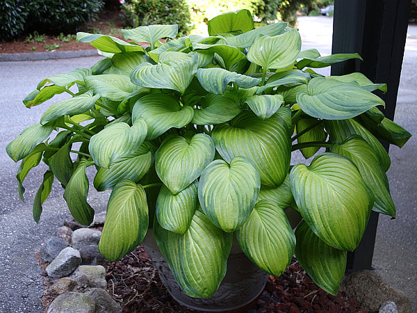 Hosta 'Guacamole'