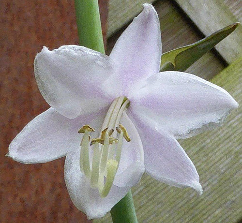 Hosta 'Guardian Angel'