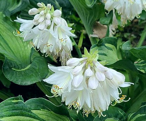 Hosta 'Guardian Angel'