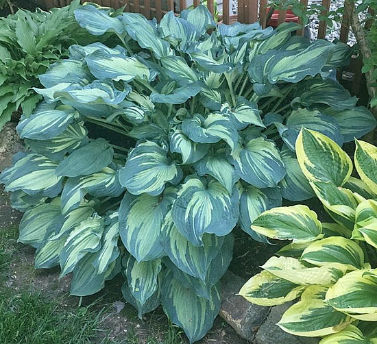 Hosta 'Guardian Angel'
