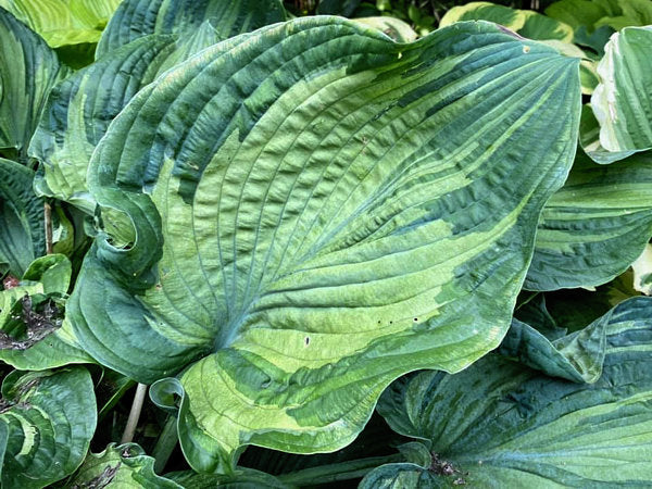 Hosta 'Guardian Angel'