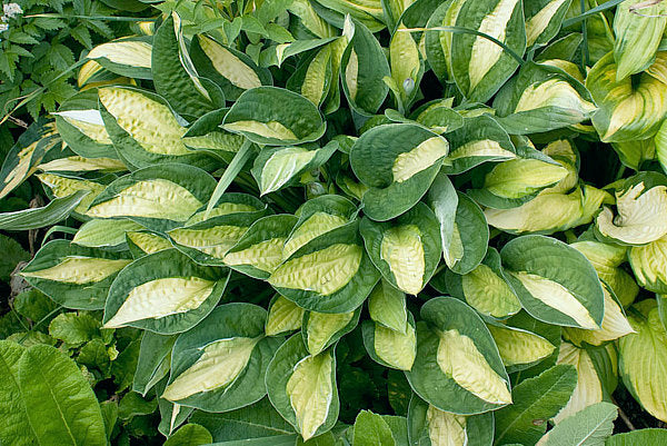 Hosta 'Gypsy Rose'