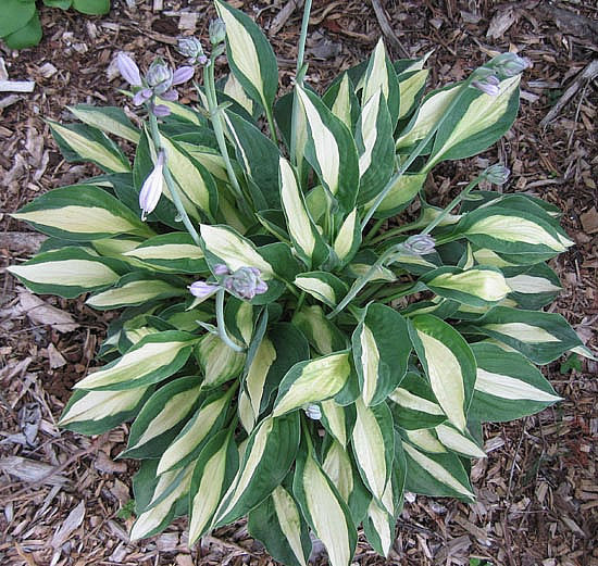 Hosta 'Gypsy Rose'