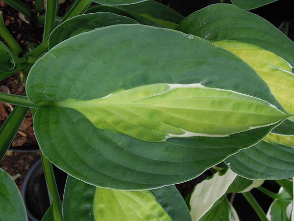 Hosta 'Gypsy Rose'