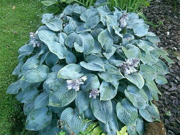 Hosta 'Hadspen Blue'