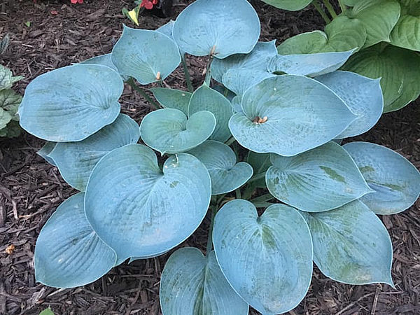 Hosta 'Hadspen Blue'