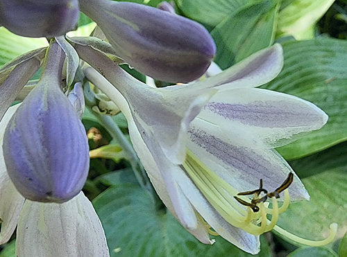 Hosta 'Halcyon'