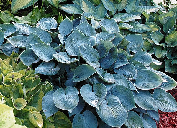 Hosta 'Halcyon'