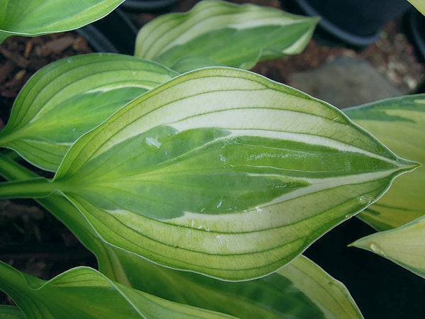 Hosta 'Hanky Panky'