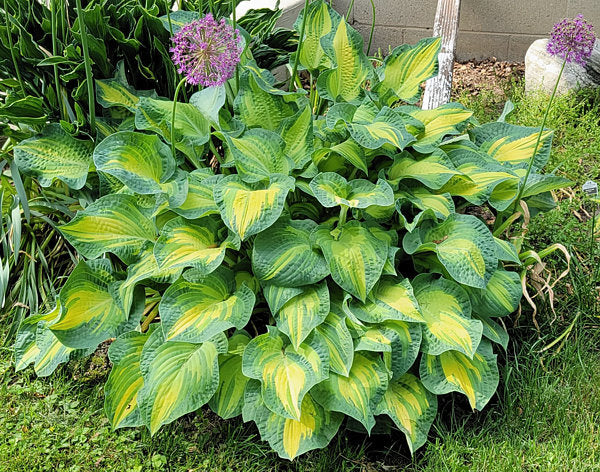 Hosta 'Happy Dayz'