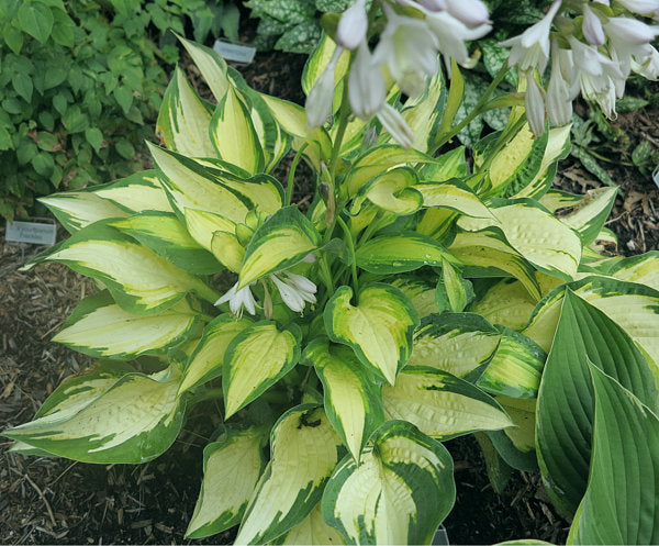Hosta 'Happy Dayz'