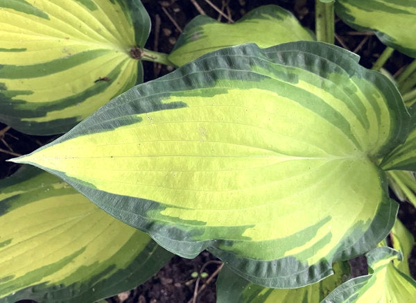 Hosta 'Happy Dayz'