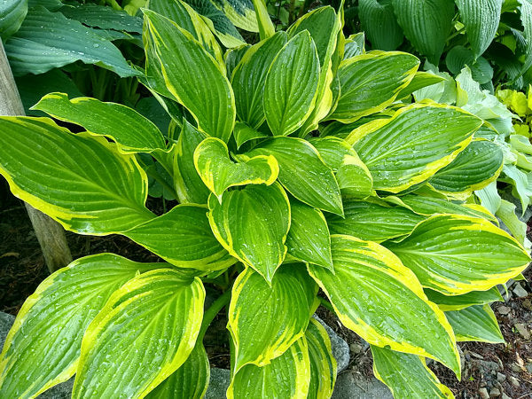 Hosta 'Harpoon'