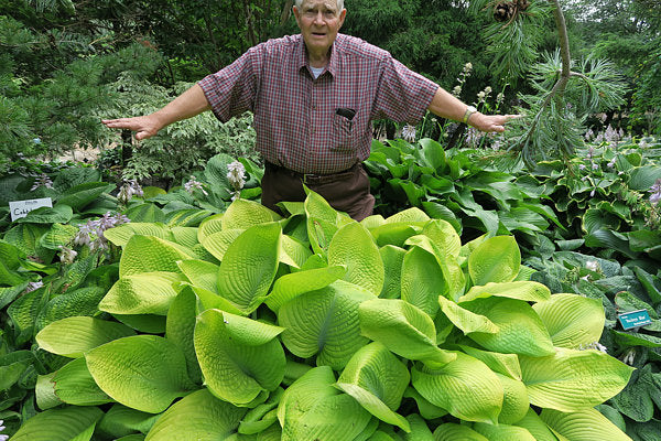 Hosta 'Harriette Ward'
