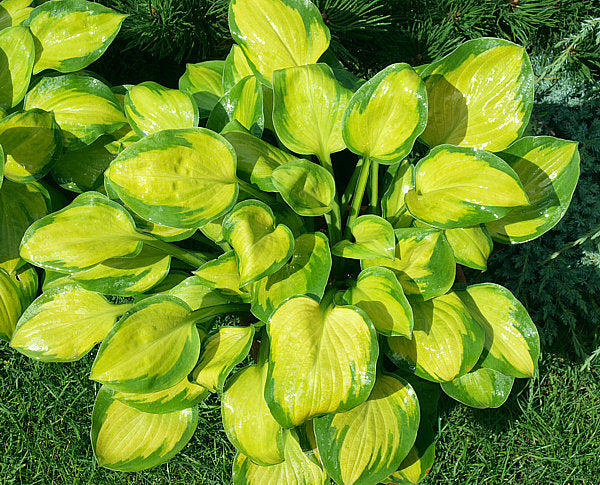 Hosta 'Heart and Soul'