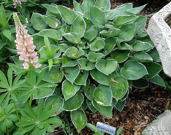 Hosta 'Heartsong'