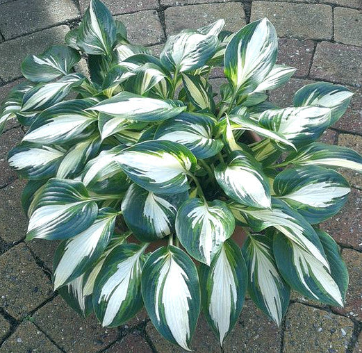 Hosta 'High Society'