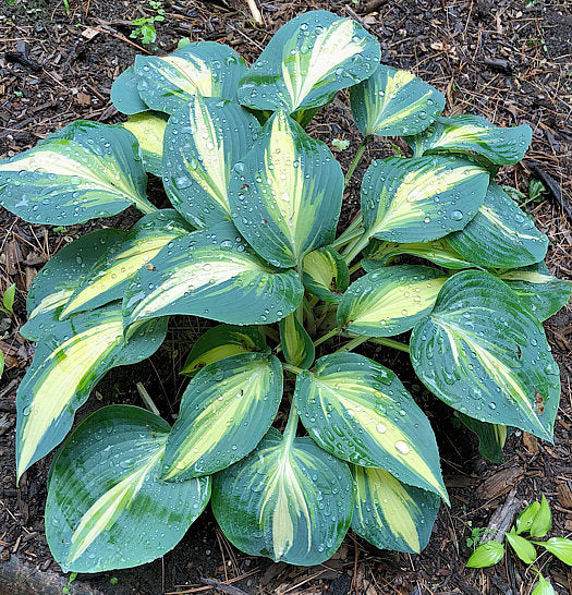 Hosta 'High Society'
