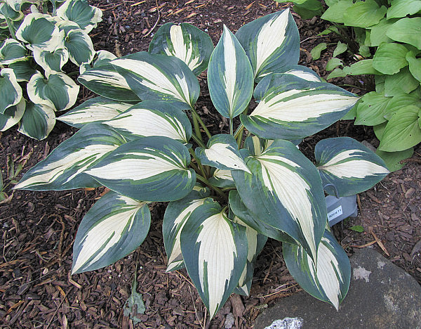 Hosta 'High Society'