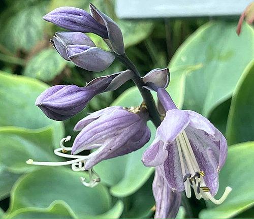 Hosta 'High Tide'