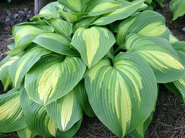 Hosta 'Hollywood Lights'