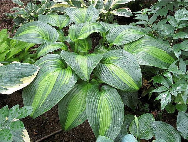 Hosta 'Hollywood Lights'