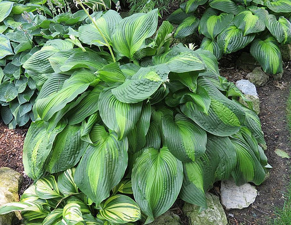 Hosta 'Hollywood Lights'