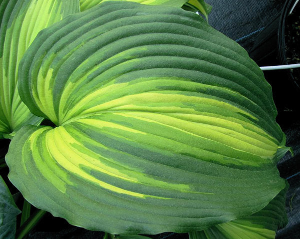 Hosta 'Hollywood Lights'