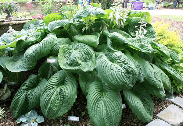 Hosta 'Hoosier Dome'