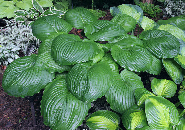 Hosta 'Hoosier Dome'