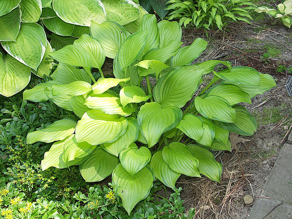 Hosta 'Hoosier Harmony'