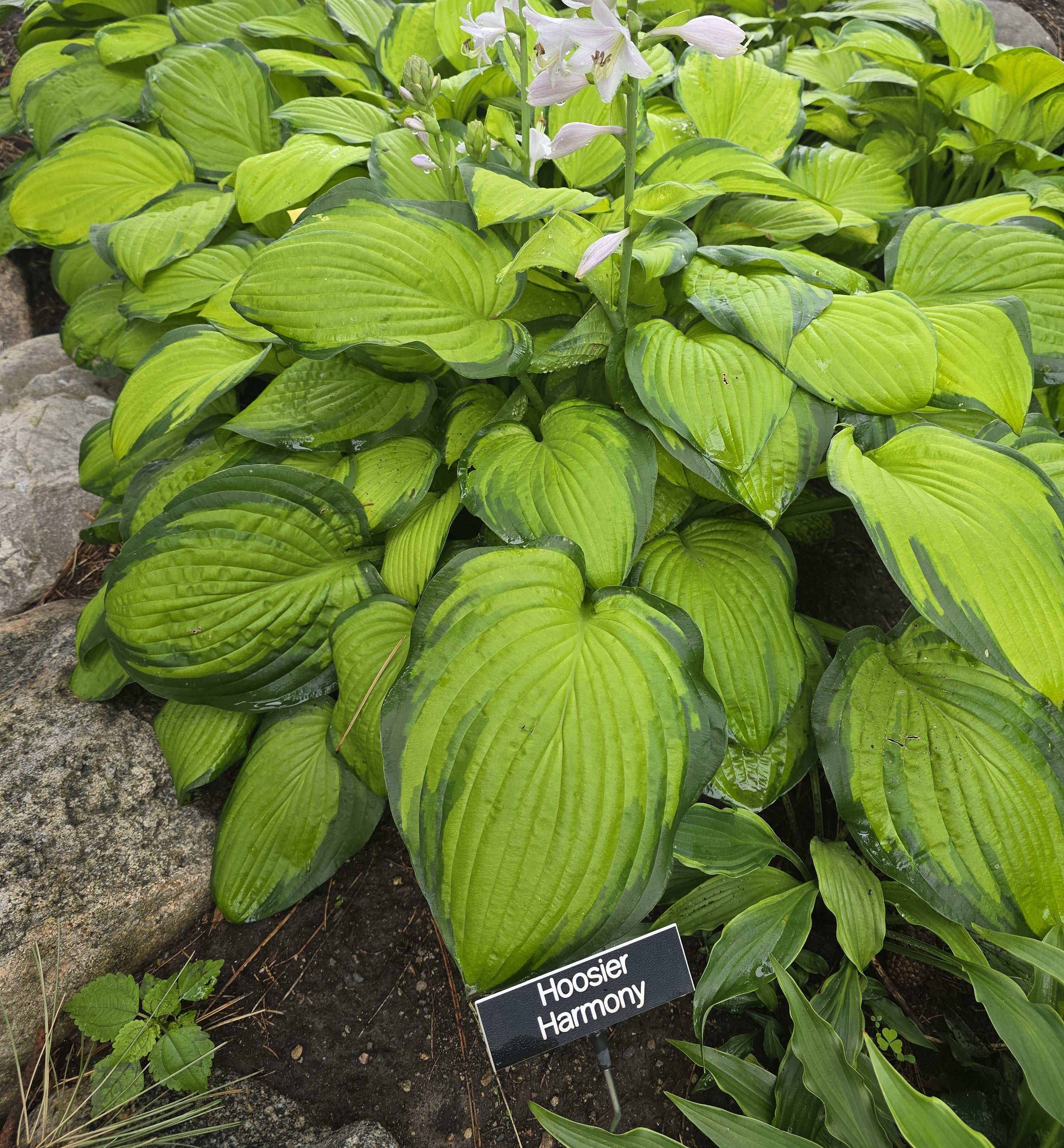 Hosta 'Hoosier Harmony'