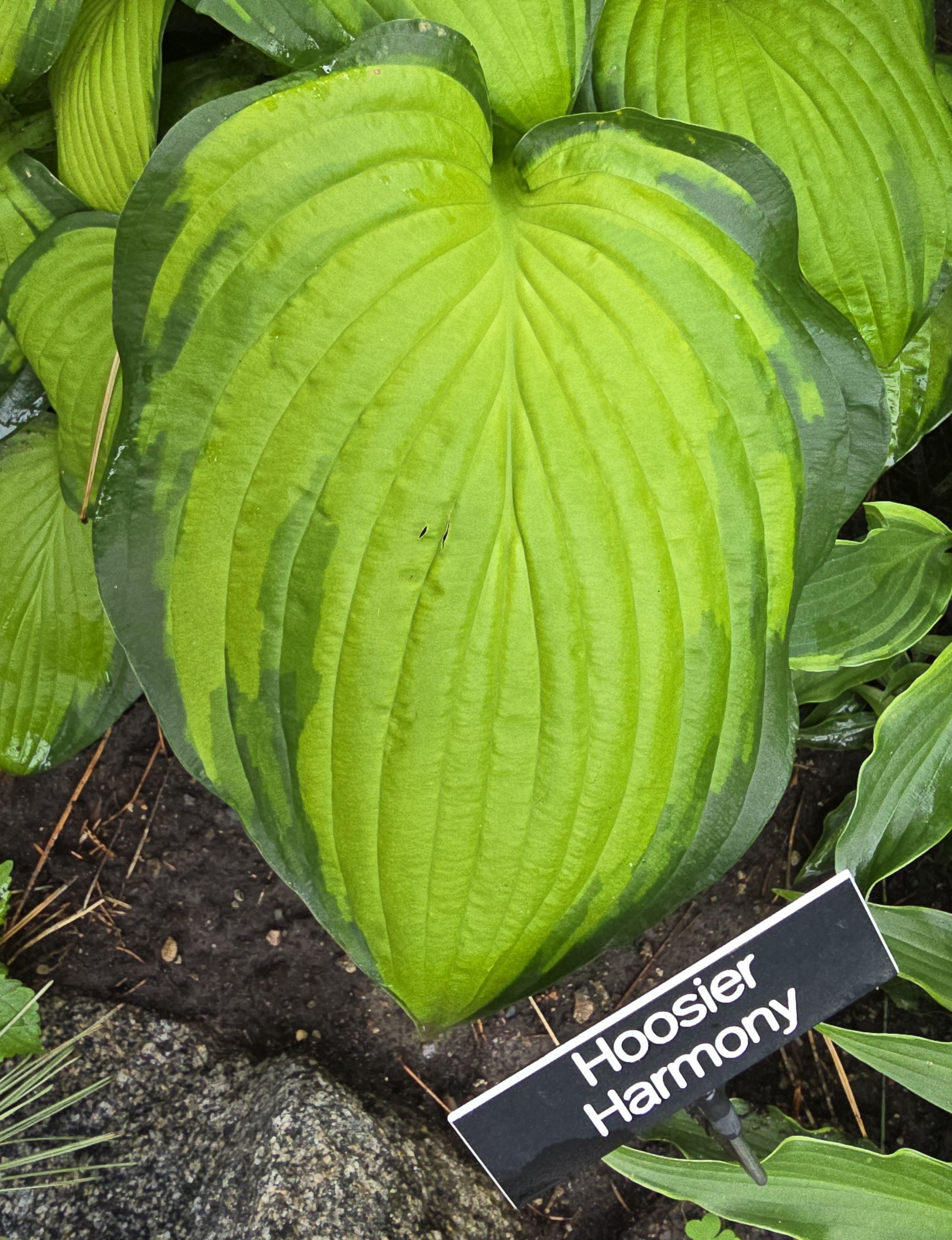 Hosta 'Hoosier Harmony'