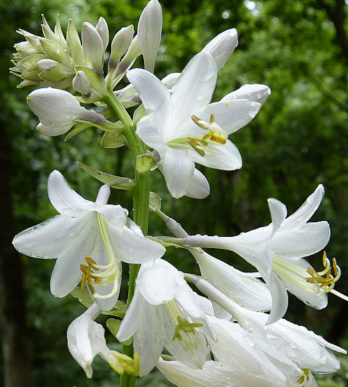 Hosta 'Humpback Whale'