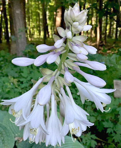 Hosta 'Humpback Whale'