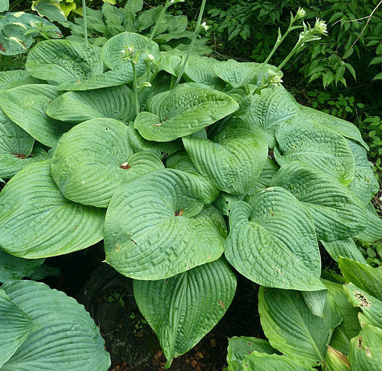 Hosta 'Humpback Whale'