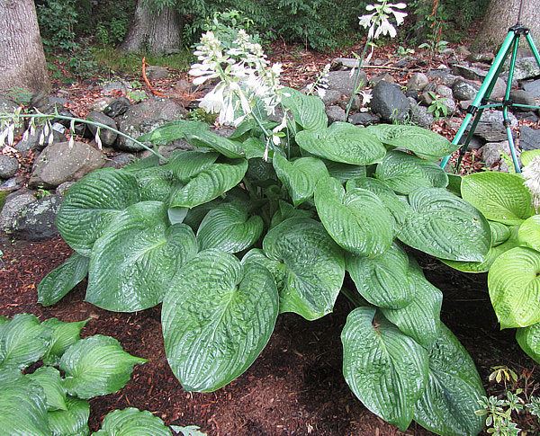 Hosta 'Humpback Whale'