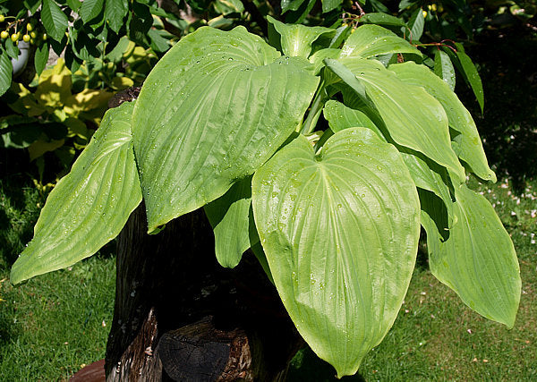 Hosta 'hypoleuca'