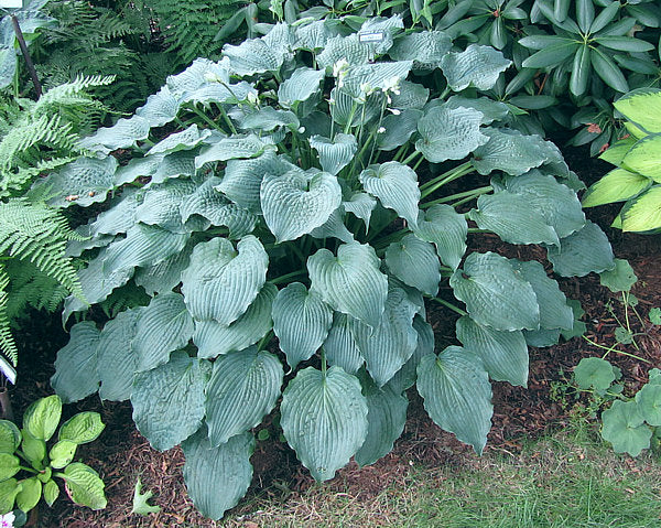 Hosta 'Ice Prancer'