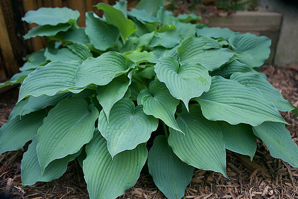 Hosta 'Ice Prancer'
