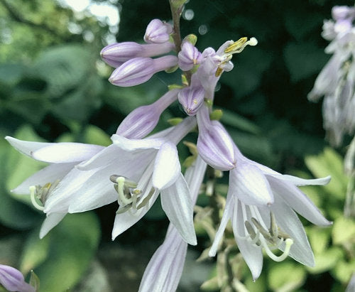 Hosta 'Invincible'