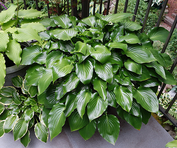 Hosta 'Invincible'