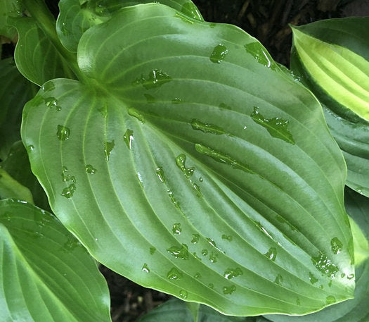 Hosta 'Invincible'