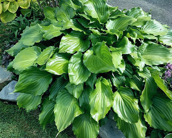Hosta 'Irish Luck'