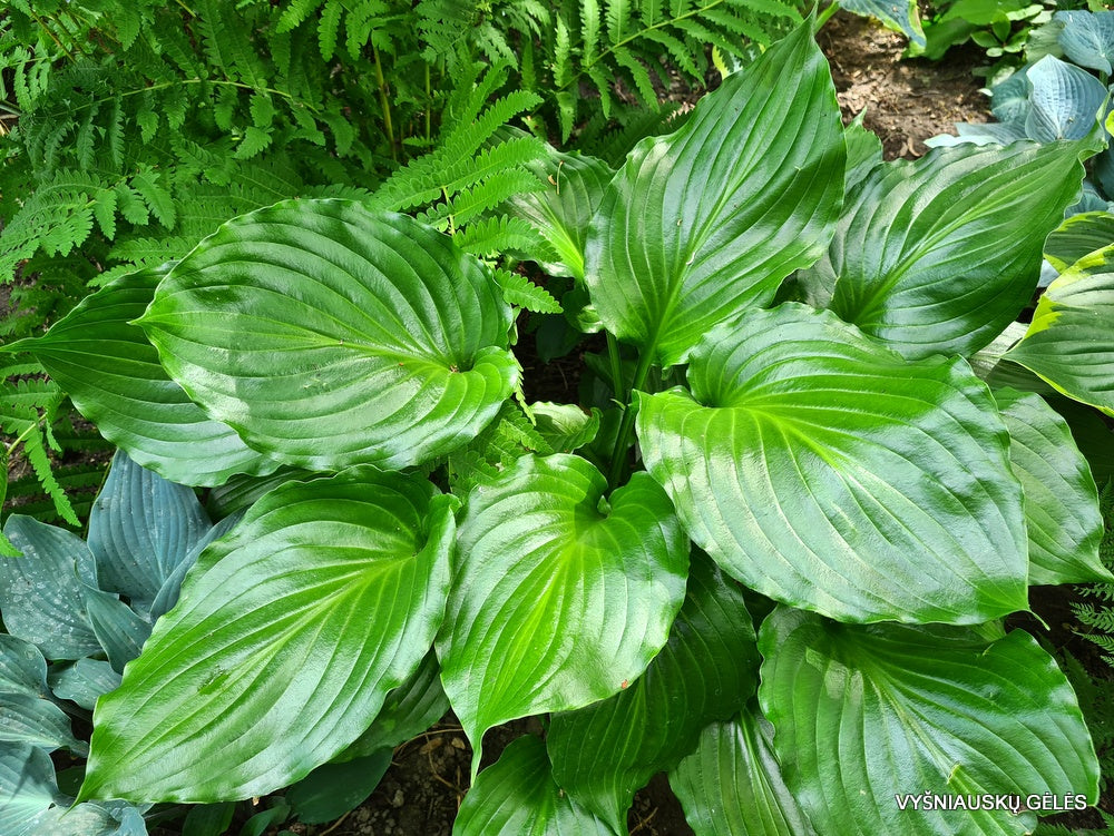 Hosta 'Irish Luck'